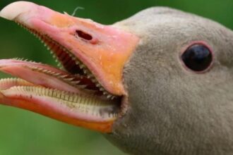 Does a bird have teeth