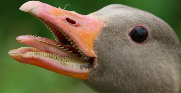 Does a bird have teeth